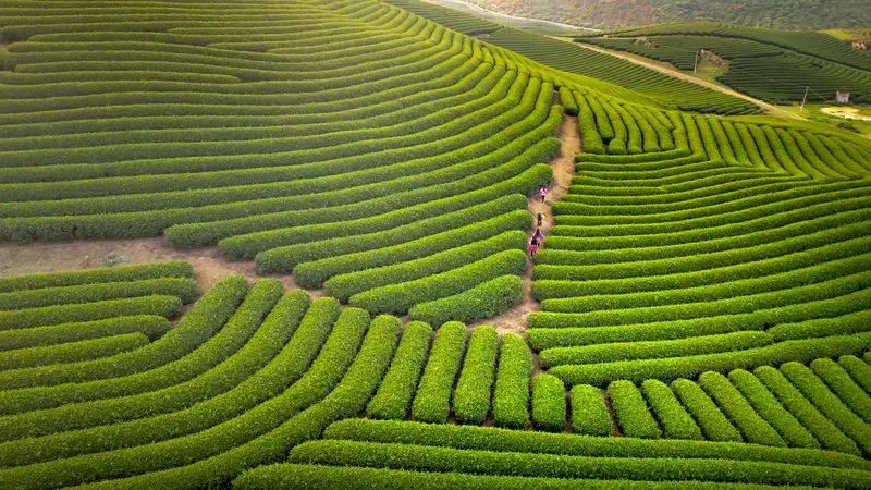Campo de té en hileras, cosecha de tencha